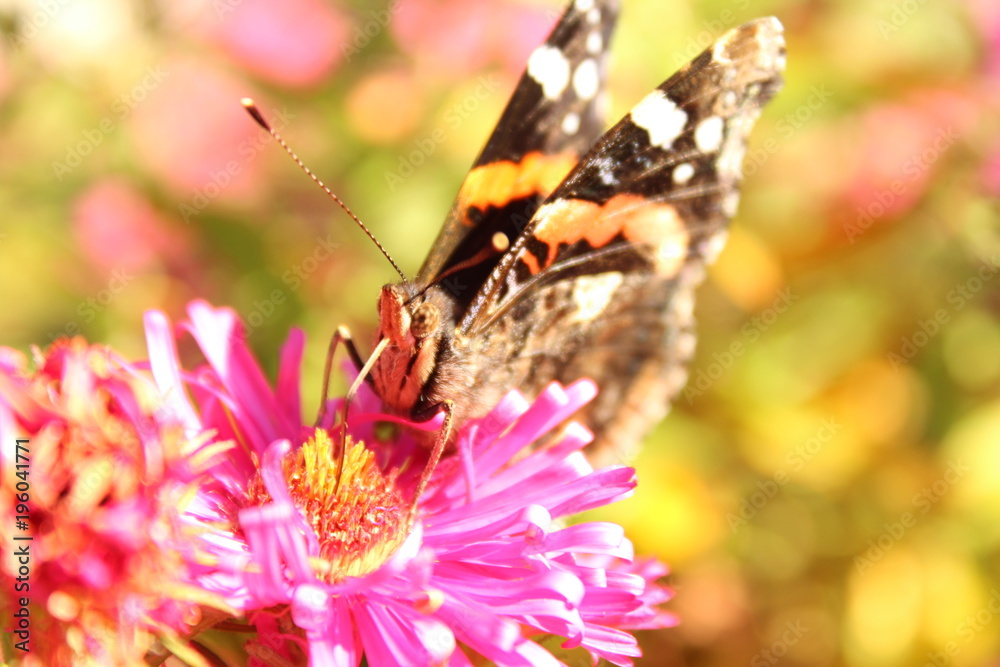 Obraz premium Admiral