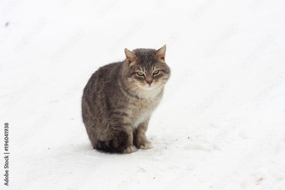 Серый толстый кот на снегу с белым фоном фотография Stock | Adobe Stock