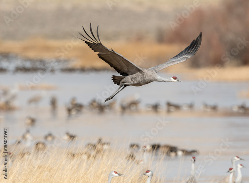 Sandhill Cranes during the annual spring migration in Monte Vista, Colorado © Phillip Rubino