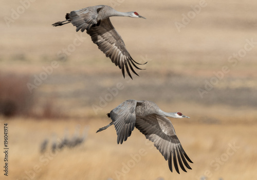Sandhill Cranes during the annual spring migration in Monte Vista, Colorado
