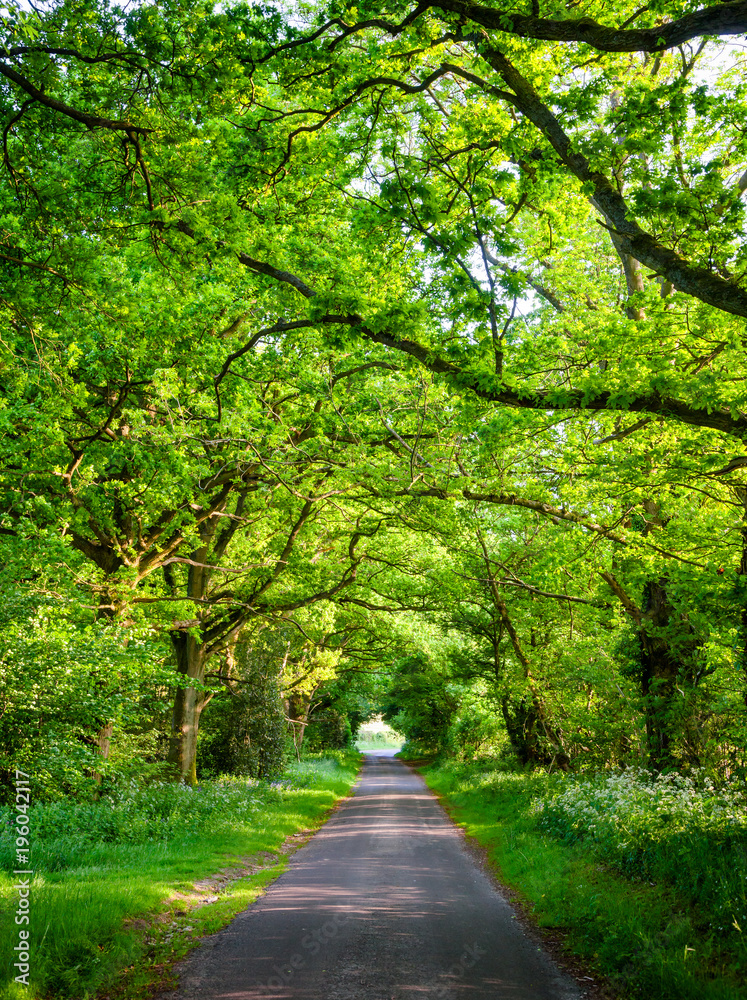 Fototapeta premium Oak tree alley in Southern England