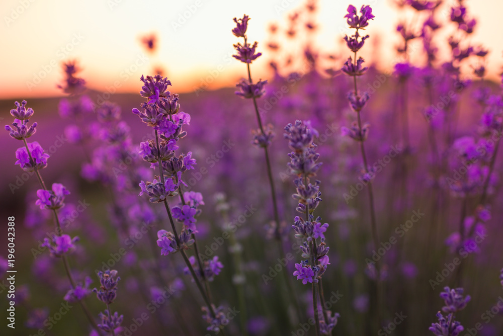 Naklejka premium Soft and blurry focus of lavender flowers under the sunrise light. Natural field closeup background in Provence, France.