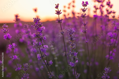 Soft and blurry focus of lavender flowers under the sunrise light. Natural field closeup background in Provence, France.