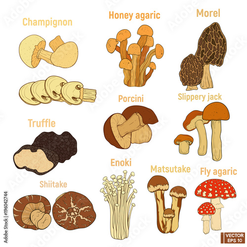 set of hand-drawn mushroom
