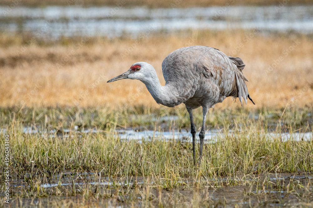 Obraz premium Sandhill Cranes during the annual spring migration in Monte Vista, Colorado