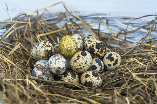 eggs in the nest and one golden