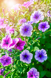 Summery flower purple and pink petunia sunny colourful