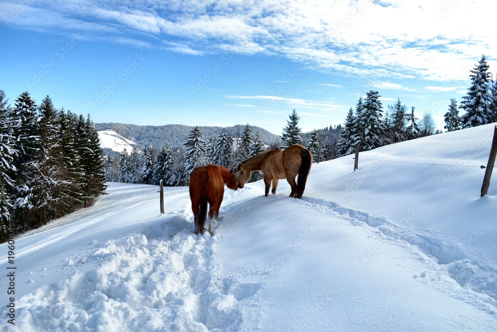 Quarter horse in winter landscape Quarter horse in winter landscape