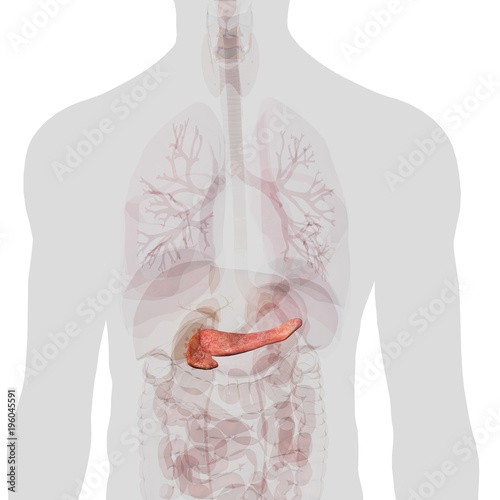Pancreas Isolated within Torso on White