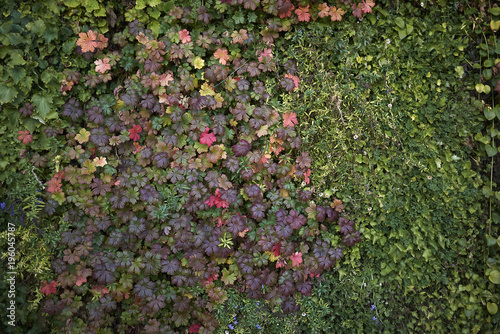 Geranium wlassovianum on a vertical garden