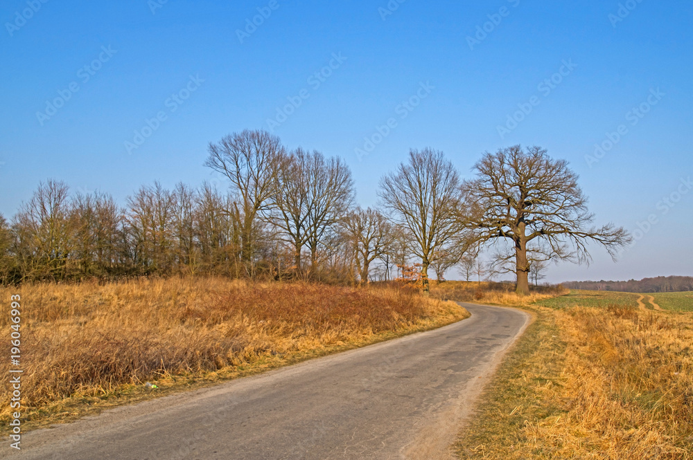 Samotny dąb przy wiejskiej drodze.