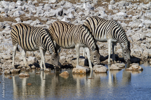 A small herd of zebra drinking in Okaukejo waterhole in Etosha National Park in Namibia