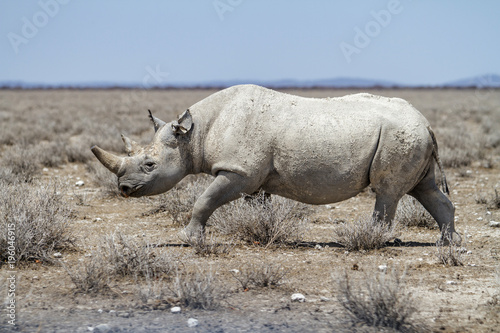 Black Rhino bull walking in Etosha National Park in Namibia