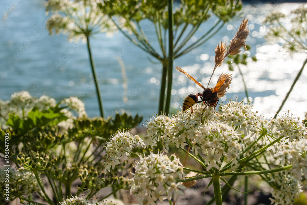 Obraz premium Wespe auf weißer Blüte vor Fluss und blauem Himmel