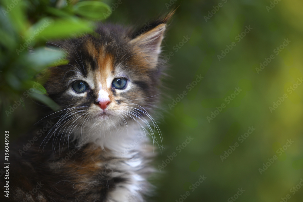 Close up of a cute silver patched blue eyes kitten sitting on a wooden floor in garden. Adorable cat with blurry green background