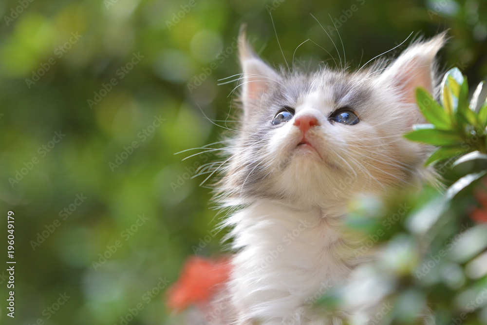 Close up of a cute silver patched blue eyes kitten sitting on a wooden floor in garden. Adorable cat with blurry green background