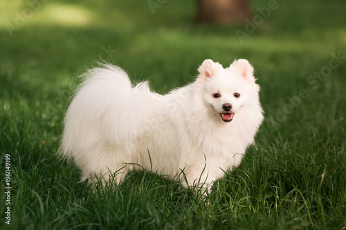 Cute white spitz dog outdoor