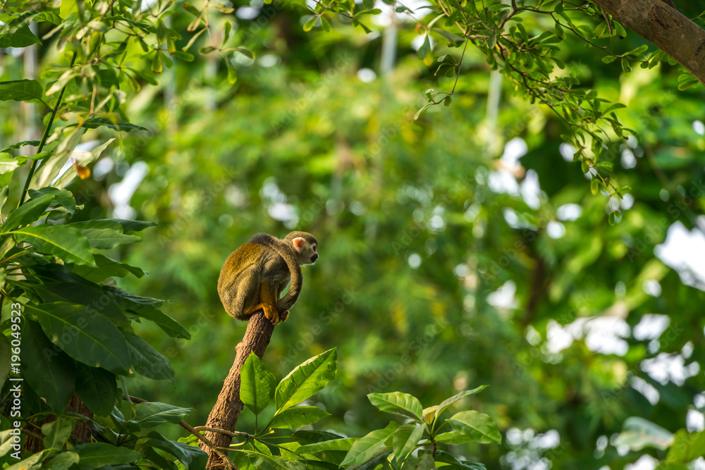 Squirrel Monkey at the Gondawanaland, Zoo, Leipzig Squirrel Monkey at the Gondawanaland, Zoo, Leipzig