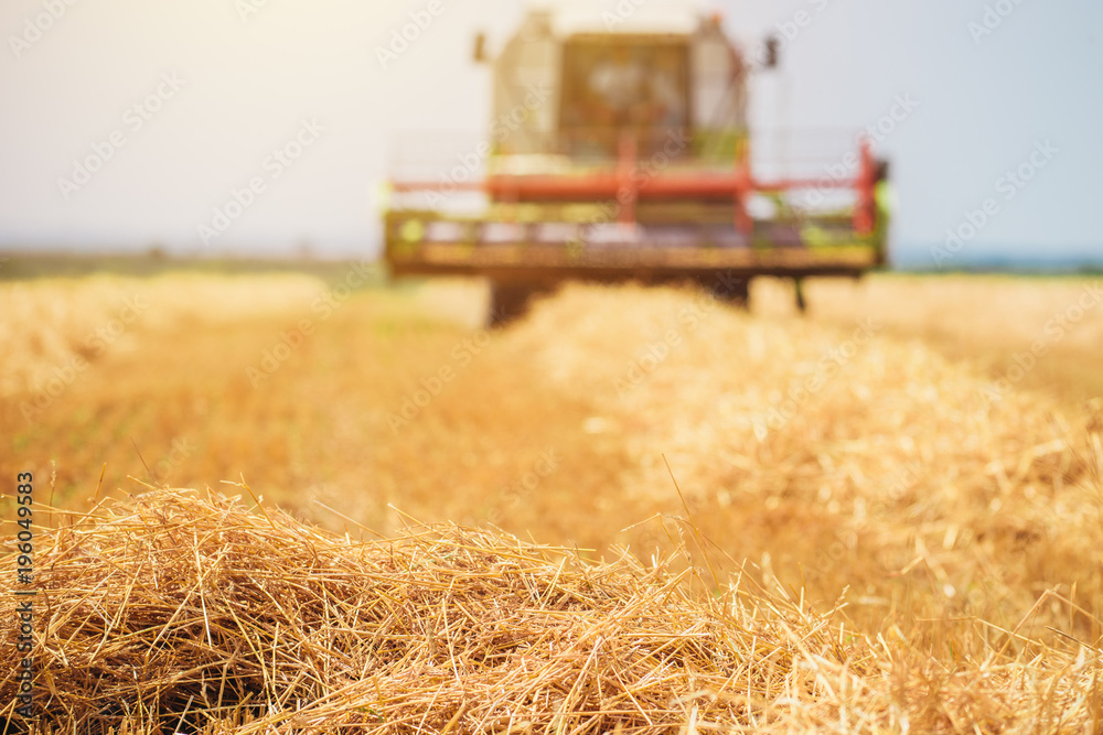 Obraz premium Combine harvester machine harvesting ripe wheat crops