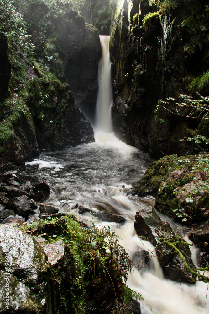 Fototapeta premium Stanley Force