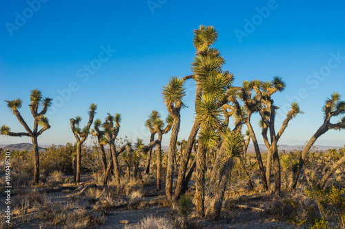 Standing Joshua trees in the sand desert of southwest California near Palmdale.