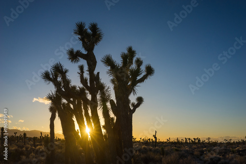 Sunlight shines between stands of Joshua Trees growing in the Mojave Desert of California.