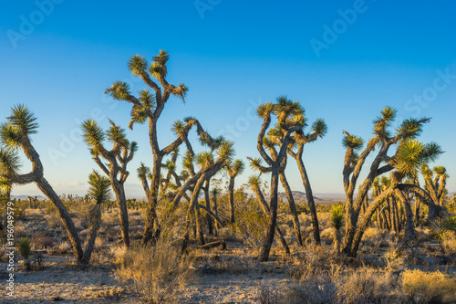Line of tangled Joshua Trees stands in the midst of the Mojave Desert in southern California.
