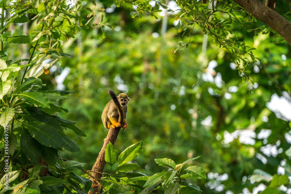 Naklejka premium Wiewiórka małpa na pniu drzewa