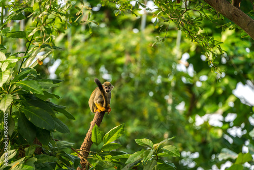 Squirrel Monkey on a tree trunk photo