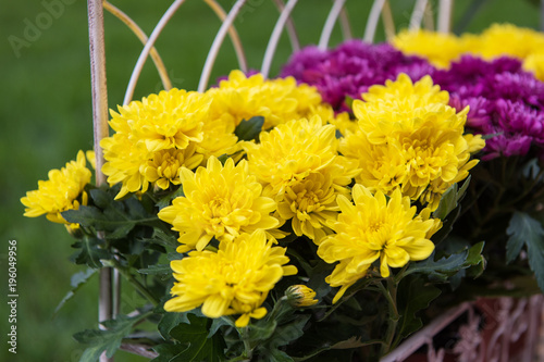 Flowers in the garden for l...