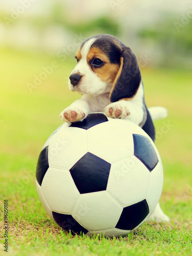 Cute little Beagle playing football in garden   © jarun011