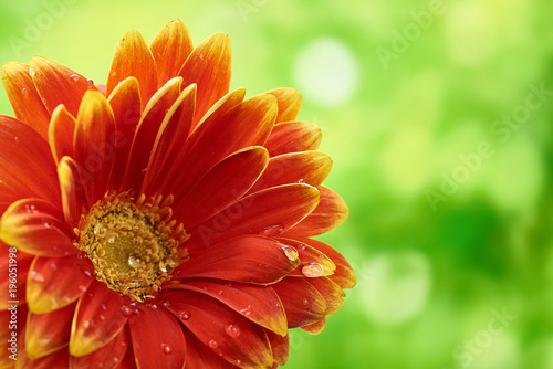 Fototapeta Naklejka Na Ścianę i Meble -  Beautiful orange flower Gerbera with water drops on green abstract background. Macro photography of gerbera flower.
