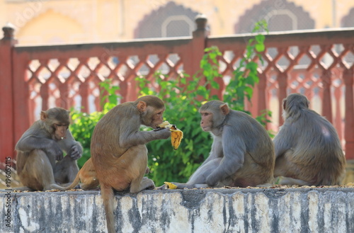Wild monkey Jaipur India