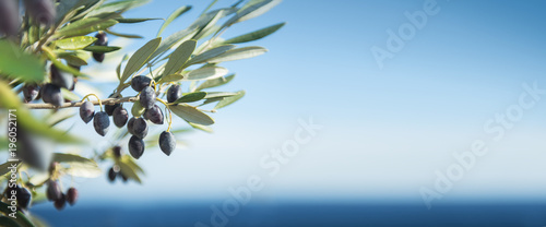 Canvas Print Olives by the Sea Panorama