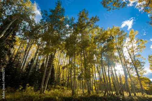 Sunlight shining through colorful forest of aspen trees in Colorado fall landscape