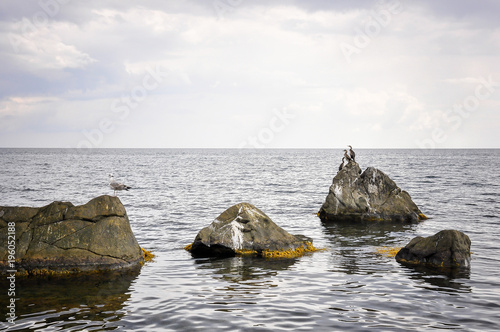Birds, seagull, cormorants, on stones against the background of the Black Sea