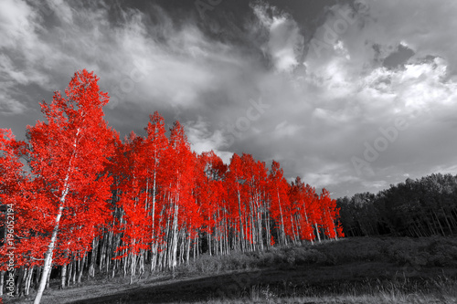 Red trees in surreal black and white landscape