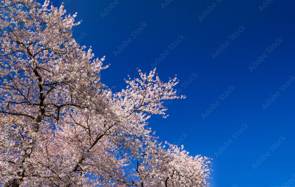 Blooming tree in springtime against empty blue sky background
