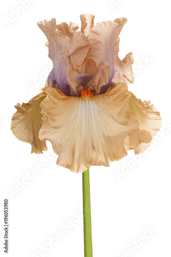 Fototapeta Naklejka Na Ścianę i Meble -  iris flower isolated