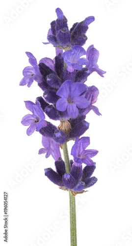 Fototapeta Naklejka Na Ścianę i Meble -  lavender flower isolated