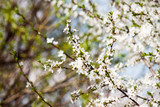 Spring blossom on tree