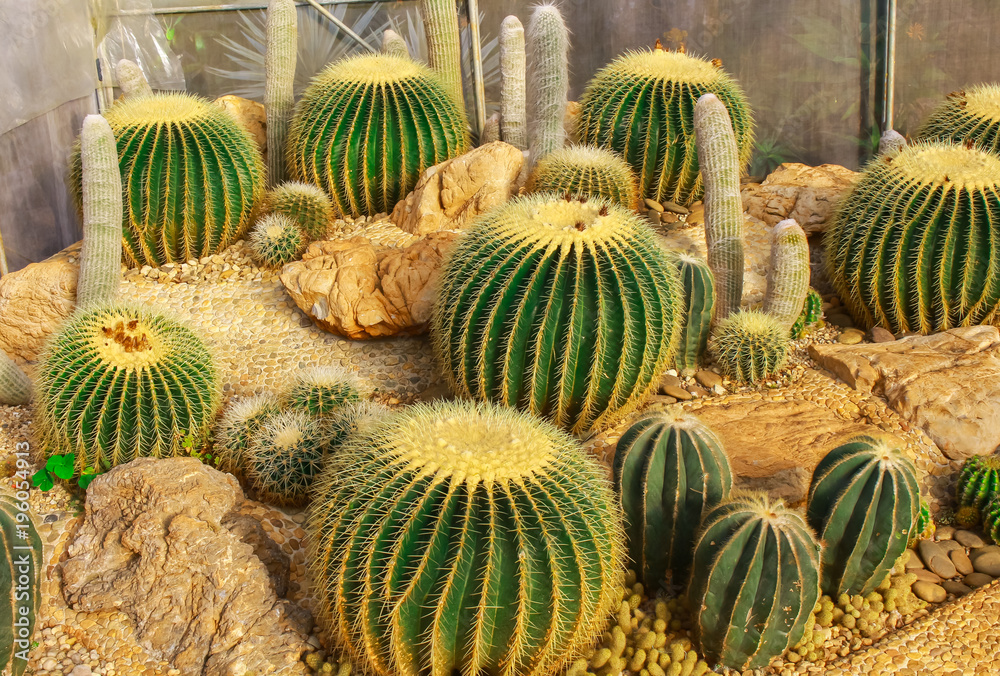 close-up cactus, beautiful backgrounds. close-up cactus, beautiful backgrounds.