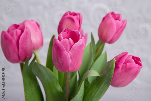 bouquet of pink fresh tulips closeup on a gray background