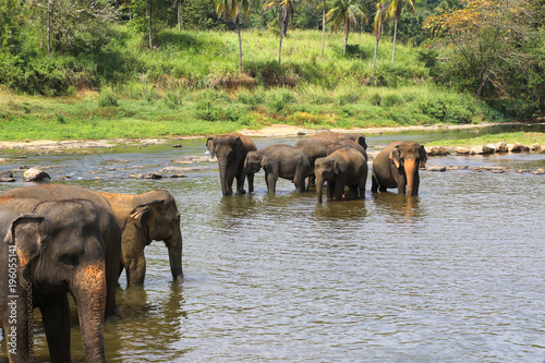 Pinnawala orphanage Sri Lanka Asian Elephants in chains