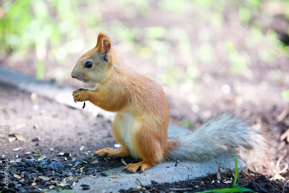 Obraz premium Animal mammal squirrel