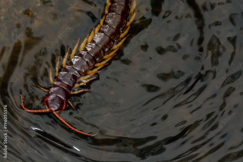 Centipede,Poisonous animal swimming in creek at deep forest,Chaloem Phra  Kiat Thai Prachan National park,Thailand. Stock Photo | Adobe Stock