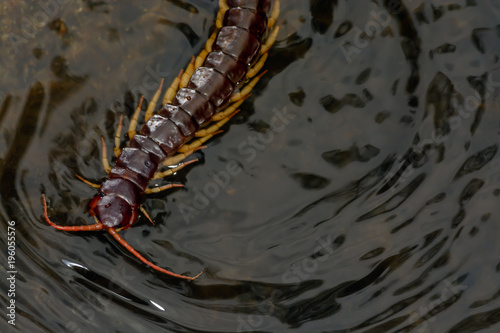 Centipede,Poisonous animal swimming in creek at deep forest,Chaloem Phra Kiat Thai Prachan National park,Thailand. photo