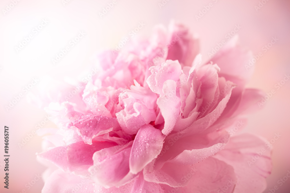 Różowa piwonia <span>plik: #196055717 | autor: Svetlana Kolpakova</span>