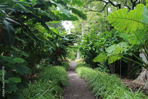 Jardín Botánico /  tenerife 