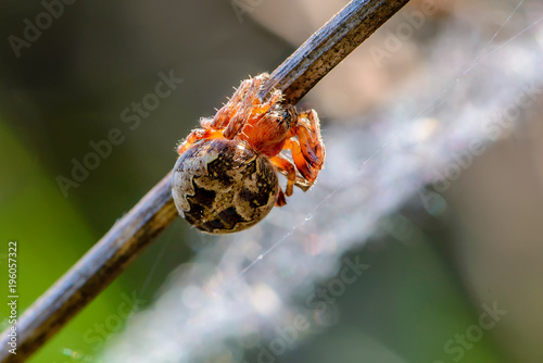 Female spider of larinioides patagiatus with a red torso sits on photo